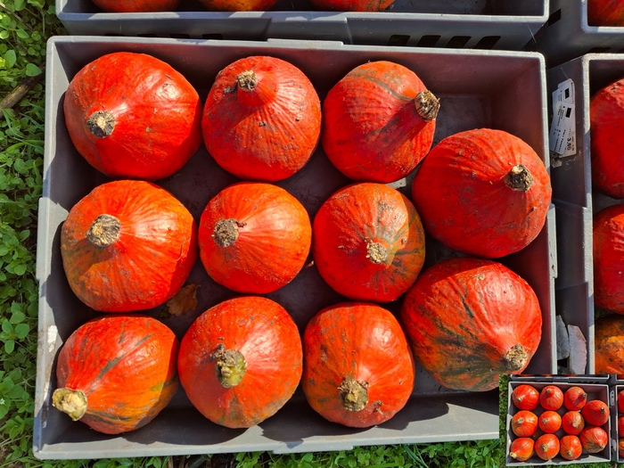 <h4>CUCURBITA (KALEBAS)</h4>