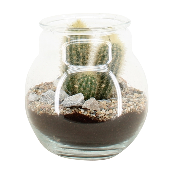 <h4>90260: Terrarium arrangement</h4>