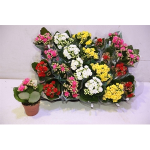 arr8 Kal Ge Ro Gem 4 Kl