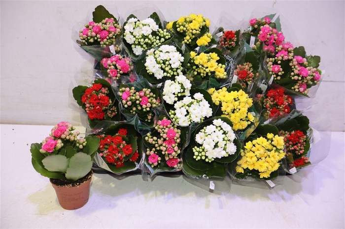 <h4>arr8 Kal Ge Ro Gem 4 Kl</h4>