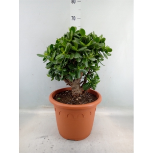 Crassula  'Magical Tree'