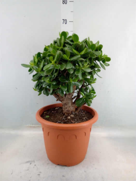 <h4>Crassula  'Magical Tree'</h4>