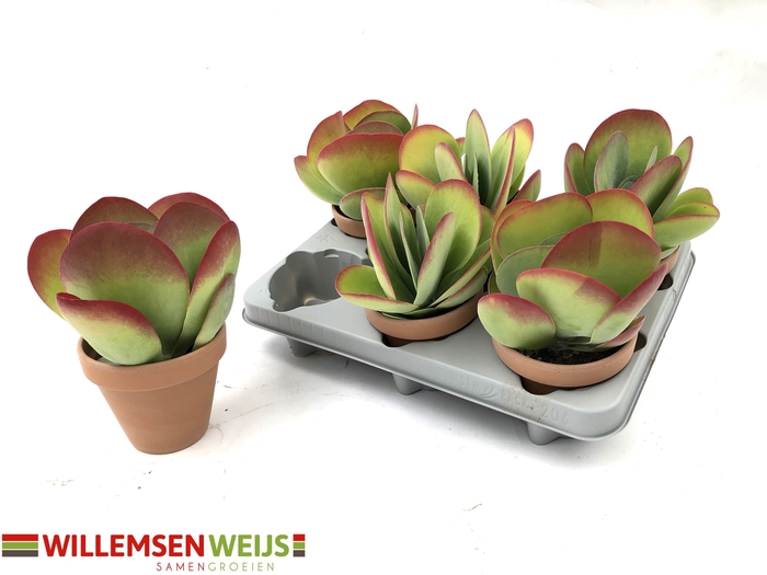 <h4>KALANCHOE THYRSIFL</h4>