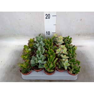 Crassula   ...mix