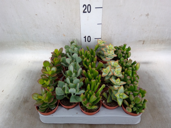 <h4>Crassula   ...mix</h4>