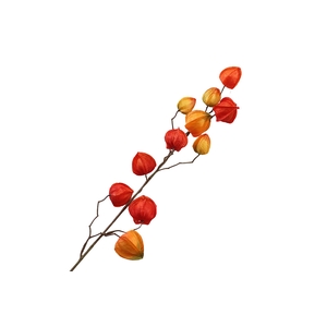 Physalis Orange