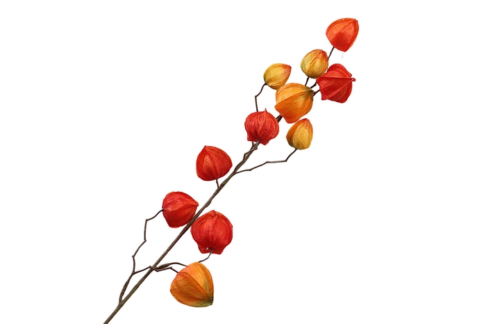 <h4>Physalis Orange</h4>