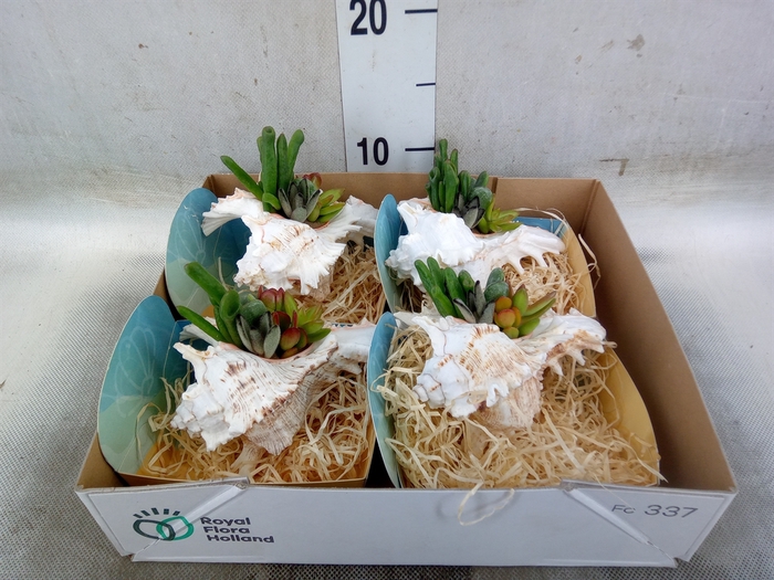 <h4>Planten  ..in schelp L%</h4>