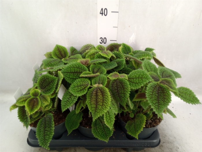 <h4>Pilea alumi</h4>