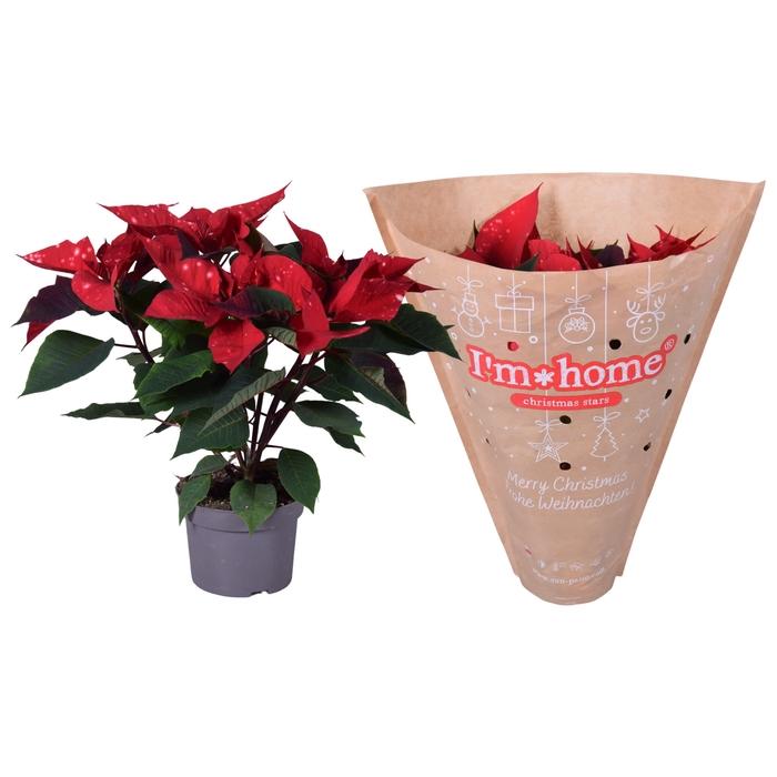 <h4>Euphorbia Skystar Papier I'm home hoes</h4>