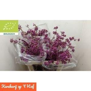 CALLICARPA BOD PROFU