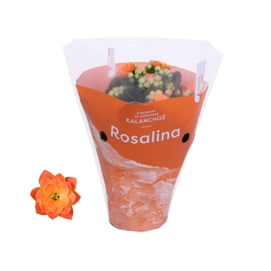 Kalanchoe blossfeldiana Rosalina Do