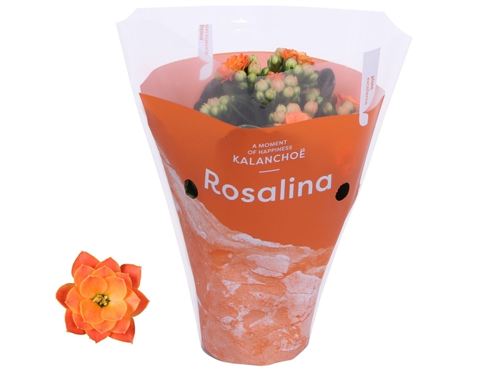 <h4>Kalanchoe blossfeldiana Rosalina Do</h4>