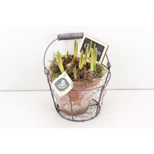 arr.. Muscari JS - Terra cotta gaas
