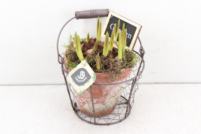 arr.. Muscari JS - Terra cotta gaas
