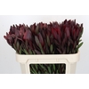 Leucadendron Saf Sunset Dark R.