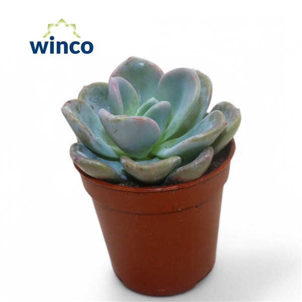 <h4>Echeveria Orpet</h4>