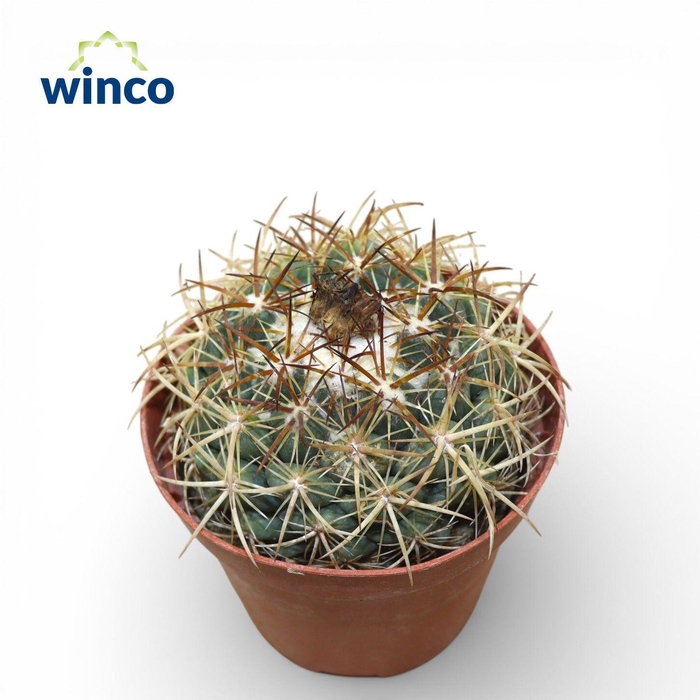 <h4>Coryphanta Ssp.</h4>