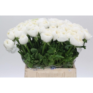 Ranunculus Clooney Alaska Extra
