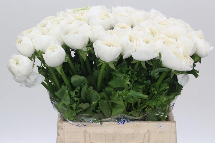 <h4>Ranunculus Clooney Alaska Extra</h4>