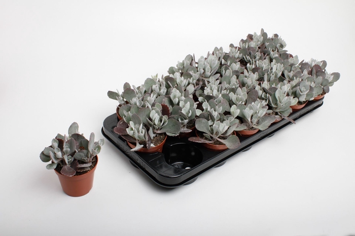 Kalanchoe pumila