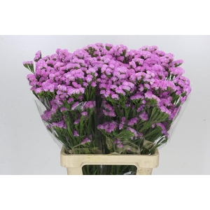 Limonium Sinuatum Pink Rosa
