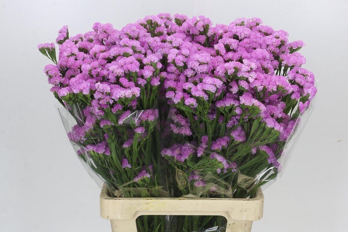 Limonium Sinuatum Pink Rosa