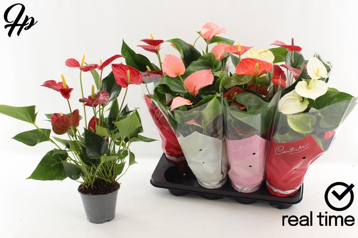 <h4>ANTHU AN GEM 4 KL</h4>