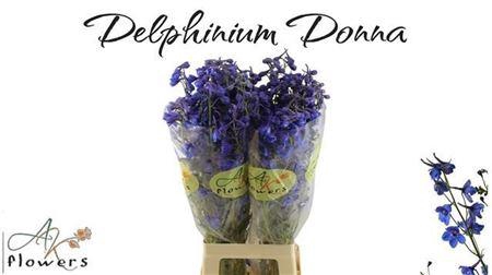 <h4>Delph En Donna</h4>