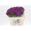 Dianthus Br Amazon Neon Purple