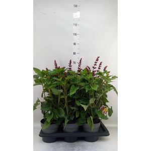 Salvia 'Salgoon Lake Flamingo'