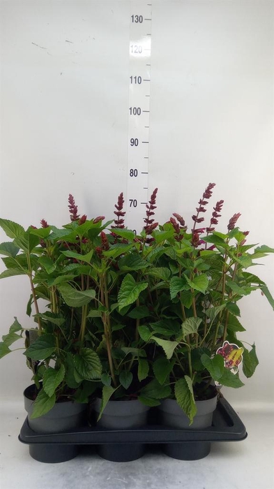<h4>Salvia 'Salgoon Lake Flamingo'</h4>