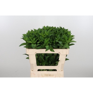 Mentha Tigra