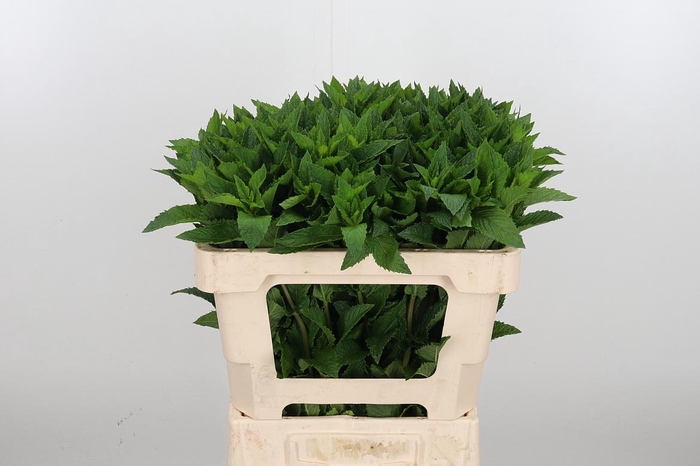 <h4>Mentha Tigra</h4>
