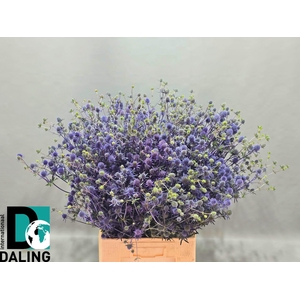 ERYN PL BLUE GLITT
