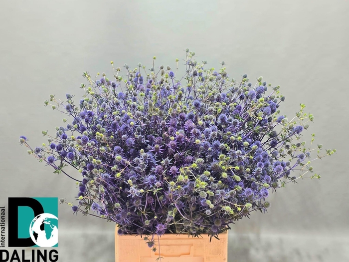 <h4>ERYN PL BLUE GLITT</h4>