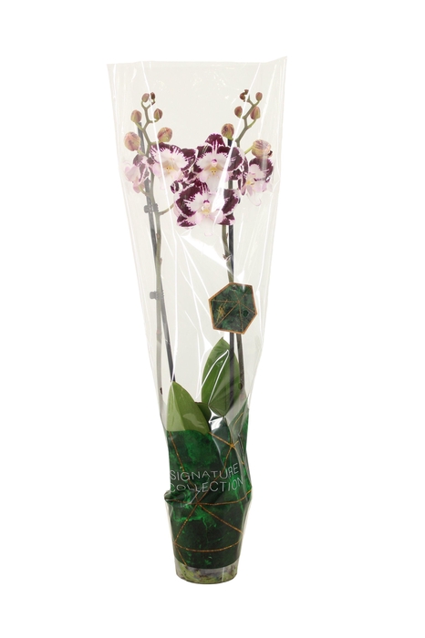 <h4>Signature Phal Lilo 2T16+</h4>