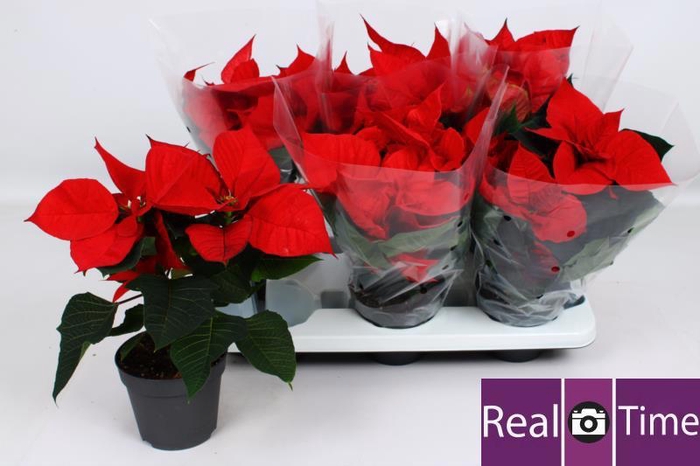 <h4>EUPHOR P CHR EVE</h4>