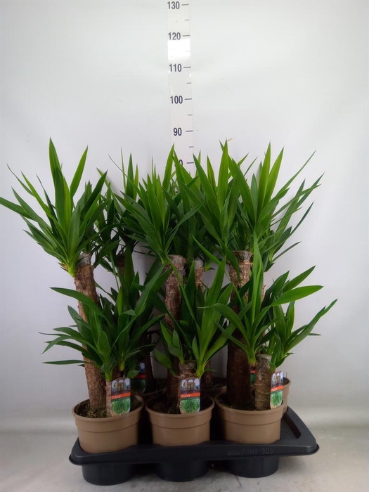 <h4>Yucca   ...</h4>