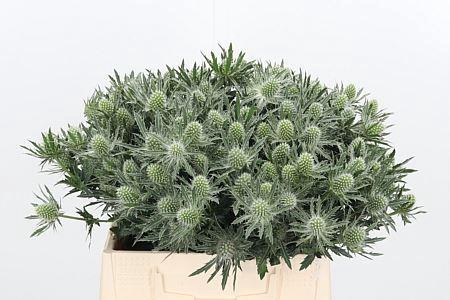 <h4>ERYN SIRIUS QSTAR</h4>