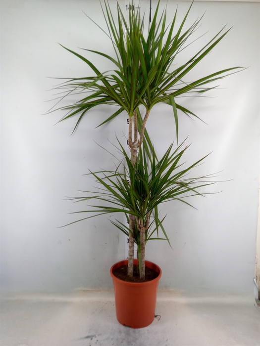 <h4>Dracaena marg.</h4>