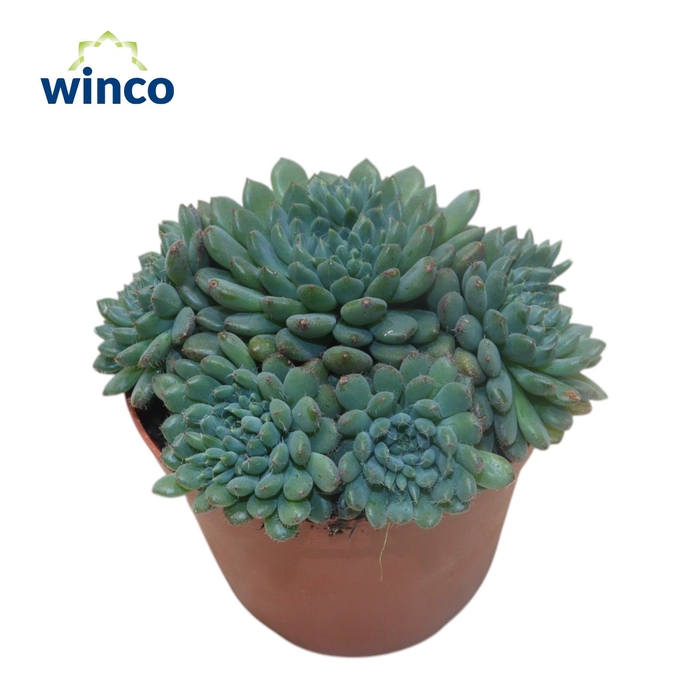 <h4>Echeveria Rundelli</h4>