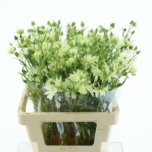 Ran N Moderna Galaxy