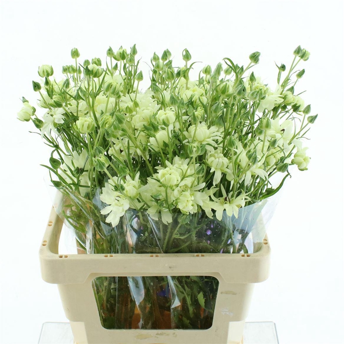 <h4>Ran N Moderna Galaxy</h4>