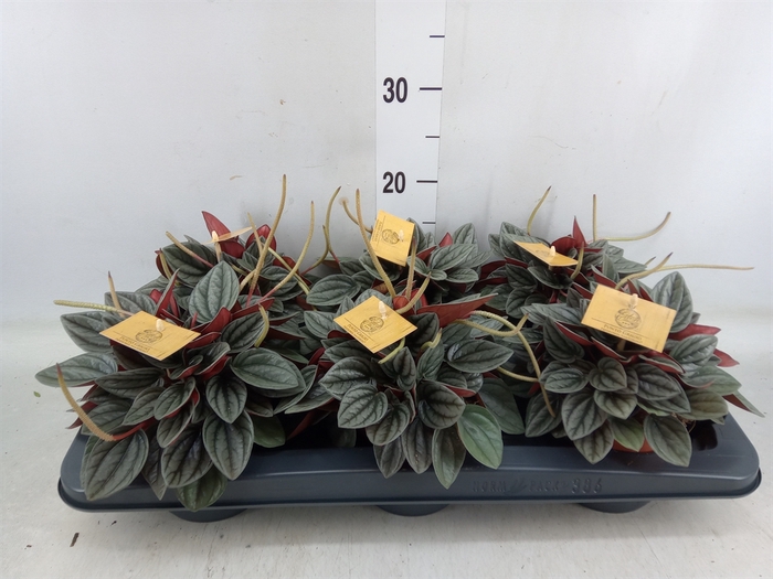 <h4>Peperomia caperata 'Santorini'</h4>