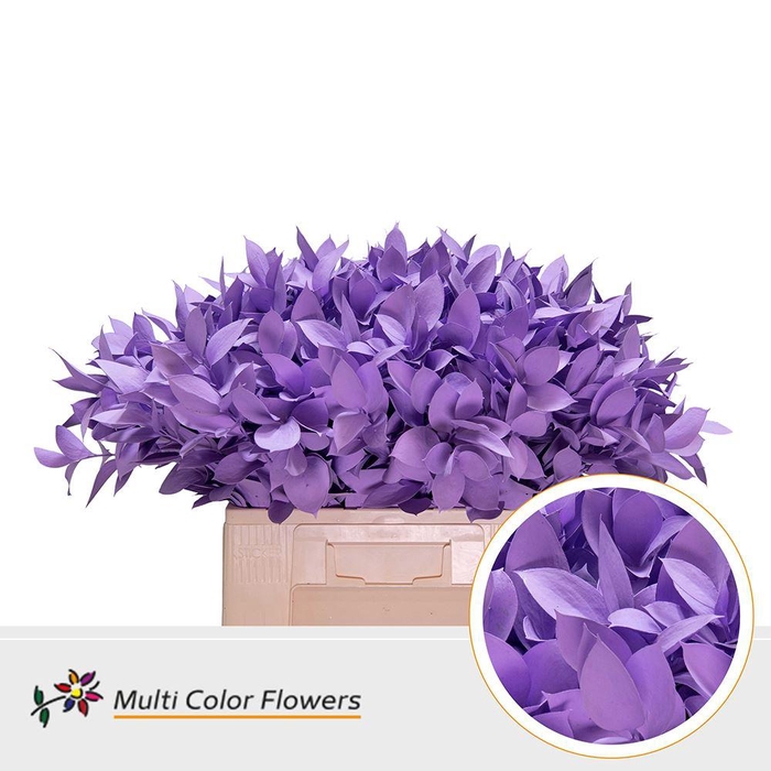 <h4>HARD RUSCUS DYED LAVENDER</h4>