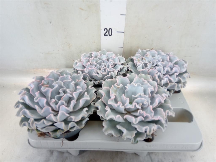 <h4>Echeveria   ...</h4>