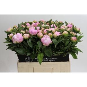 Paeonia Catharina Fontijn