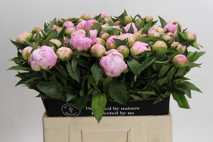 <h4>Paeonia Catharina Fontijn</h4>