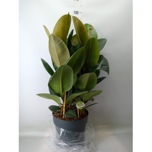 Ficus elastica 'Robusta'